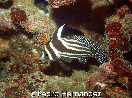 Spotted Drum,Humacao Puerto Rico,Camera DC310 by Pedro Hernandez 