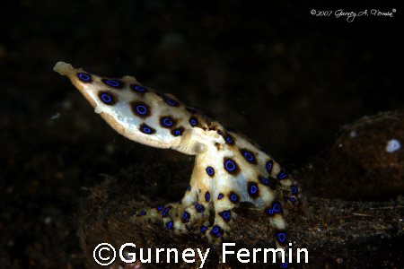 blue ring octopus, the very first time i saw this in person. by Gurney Fermin 