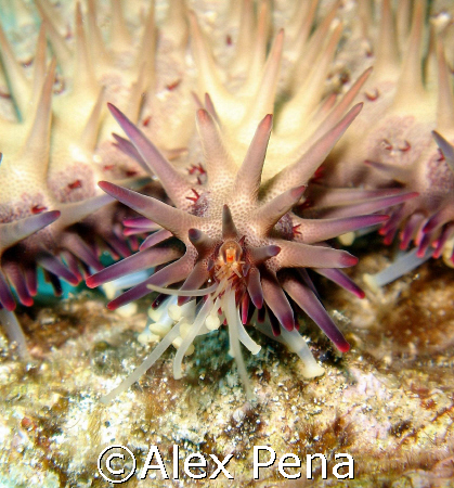 Coral's eye view of the oncoming attack. Crown-o-thorns, ... by Alex Pena 