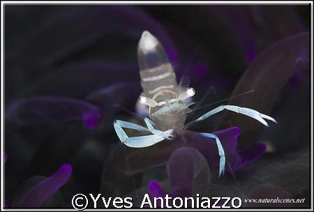 Did you see my budy?    Yes he went that way!!!.......D20... by Yves Antoniazzo 