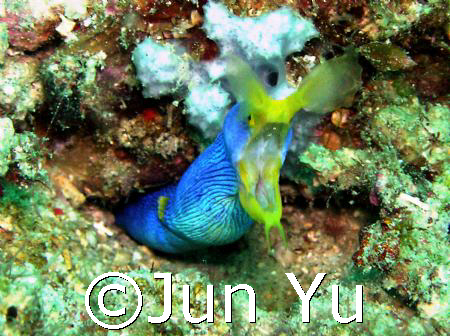 Blueribbon eel @ divers sanctuary batangas january 2007 t... by Jun Yu 