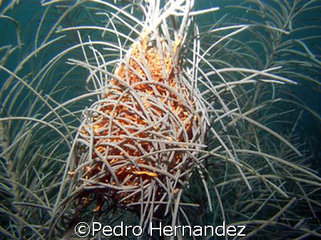 Giant Basket Star in The day time,Humacao Puerto Rico,Cam... by Pedro Hernandez 
