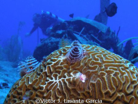 christmas trees in a brain coral head with the engine of ... by Victor J. Lasanta Garcia 