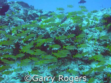 Taken in Cozumel with Sea & Sea DX-8000G with wide angle ... by Garry Rogers 