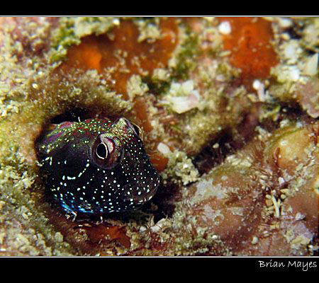 Aden Blenny..................Canon G7 & Inon UCL 165 macr... by Brian Mayes 