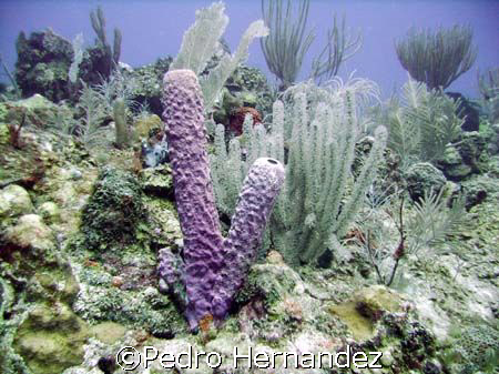Brown Tube Sponge.Humacao Puerto Rico.Camera DC 310 by Pedro Hernandez 