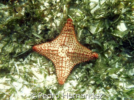 Cushion Sea Star With Four legs only,Cayo Santiago Humaca... by Pedro Hernandez 