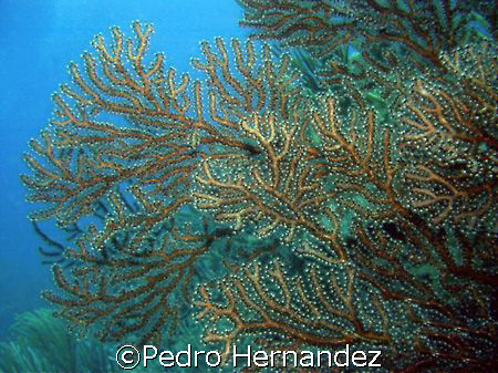 Deep Water Sea Fan.Humacao Puerto Rico .Camera DC200 by Pedro Hernandez 