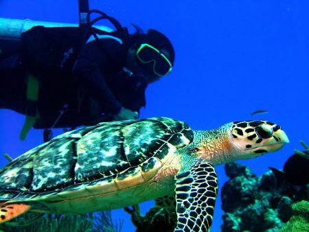 Santos and his little friend - Tormentos reef - Cozumel -... by James Ridgway 