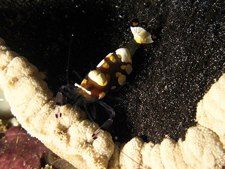 anemone shrimp of papua by Heru Suryoko 