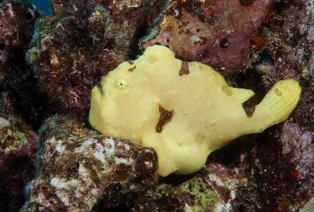 Yellow Frogfish, Kona by Andy Lerner 