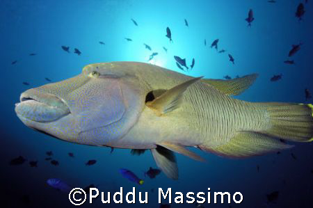 Napoleon fish,taken in maldives,ari atoll,with nikon d2x ... by Puddu Massimo 