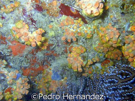 Orange Cup Coral,Palmas Del mar Puerto rico,Camera Dc310 by Pedro Hernandez 
