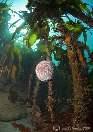 Common urchin amongst kelp.
Turbot Island, Connemara.
D... by Mark Thomas 