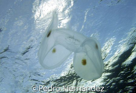 Spot-Winged Comb Jelly.Palmas Del Mar Humacao Puerto Rico... by Pedro Hernandez 