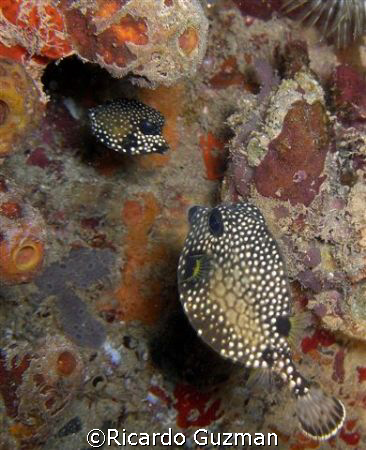 Friendship endures:

A pair of trunkfish looking over e... by Ricardo Guzman 