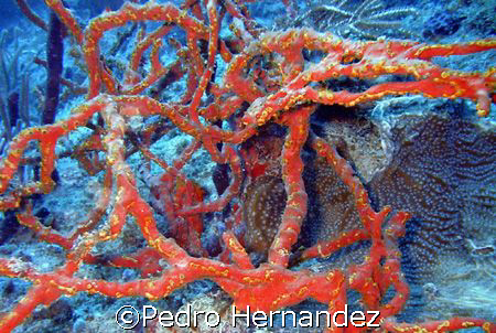 Thin Rope Sponge,Palmas Del Mar,Humacao Puerto rico,Camer... by Pedro Hernandez 