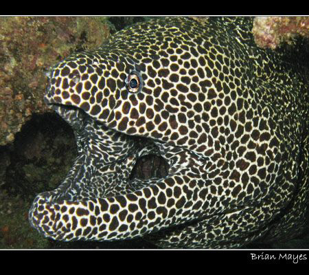 This Honeycomb Moray was huge, easily 6ft in length and i... by Brian Mayes 