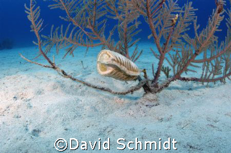 Does anyone know what type of Egg case this is, depth of ... by David Schmidt 