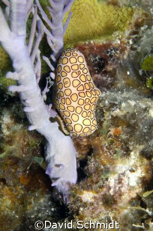 looking for Cleanr Shrimp and came across this Cowry by David Schmidt 