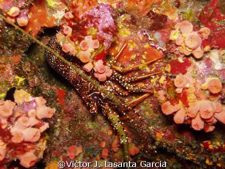 caribbean spot lobster with orange cup coral at breakdown... by Victor J. Lasanta Garcia 