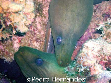 Green Moray , Parguera Puerto Rico,Camera DC500 by Pedro Hernandez 