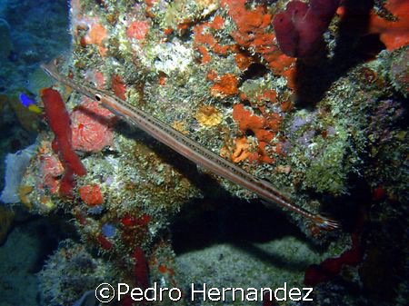 Trumpetfish,Palmas Del Mar Humacao, Puerto Rico,Camera DC310 by Pedro Hernandez 