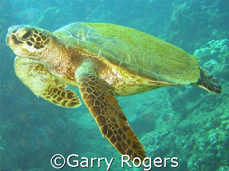 "I'm Free" green sea turtle in Honalua Bay, Maui taken wi... by Garry Rogers 