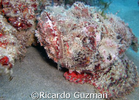 Just don't tread on me! A scorpion fish probably wonderin... by Ricardo Guzman 