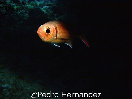 Blackbar Soldierfish,Palmas del mar Humacao, Puerto Rico,... by Pedro Hernandez 
