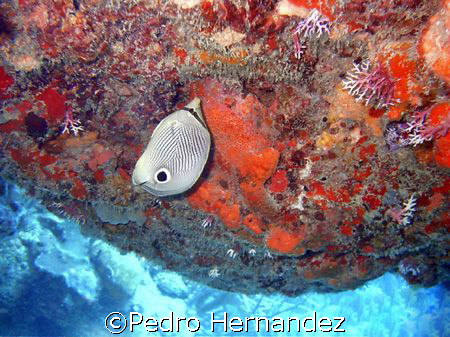 Foureye Butterflyfish,Palmas Del mar Humacao, Puerto Rico... by Pedro Hernandez 