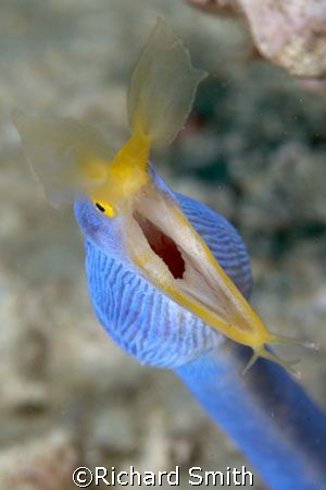 Blue Ribbon Eel on the attack by Richard Smith 