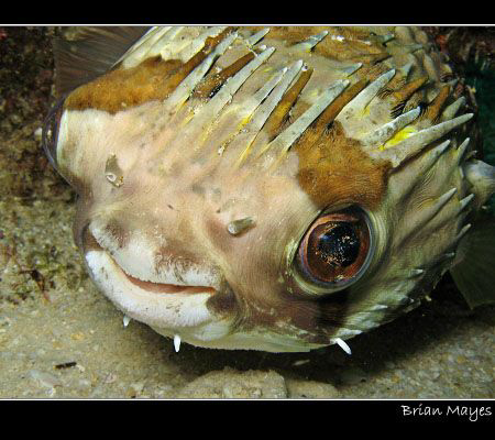 Cute looking Spiny Puffer with a smile...................... by Brian Mayes 