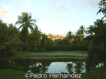 Palmas Del Mar Golf,palmas ,Humacao Puerto Rico Camera DC310 by Pedro Hernandez 