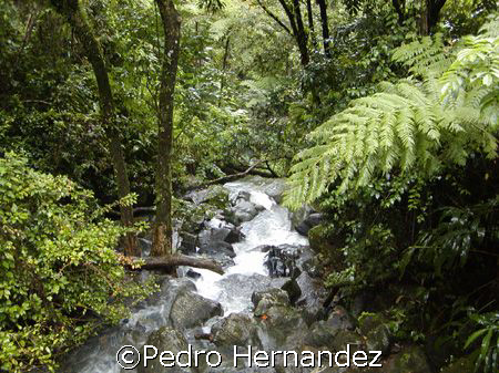 El Yunque Rainfores,Rio Grande , Puerto Rico. Camera DC310 by Pedro Hernandez 