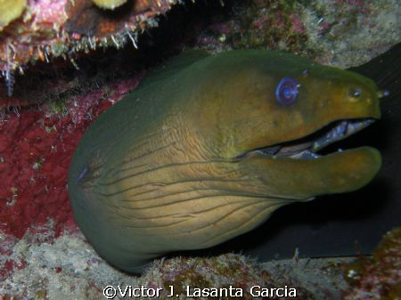 friendly gree eel in the wall at efra wall dive site at p... by Victor J. Lasanta Garcia 
