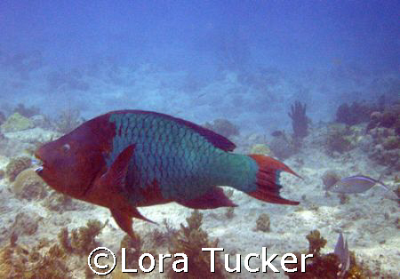Giant Parrotfish. This guy was huge, probably 3 feet long. by Lora Tucker 