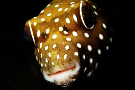 serious case of chapped lips. night dive in basura. photo... by Carlos Munda 