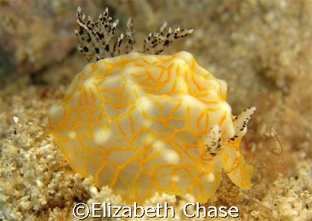 nudibranch off waikiki.  anyone know what kind it is by c... by Elizabeth Chase 