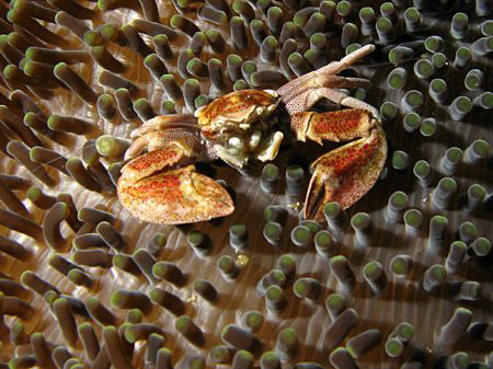 anemone crab by Heru Suryoko 