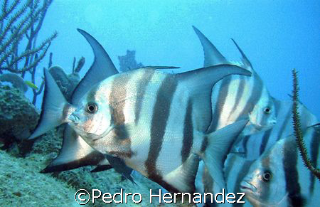 Atlantic Spadefish,Palmas Del Mar Humacao, Puerto Rico by Pedro Hernandez 