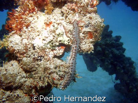 Bearded Fireworm,Palmas Del mar Humacao. puerto rico by Pedro Hernandez 