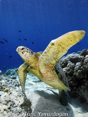 Turtle at Sipadan Island,  well...actualy one of 20 to 30... by Tunc Yavuzdogan 