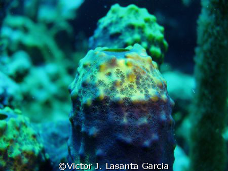 tube sponge at the star dive site in parguera wall!! by Victor J. Lasanta Garcia 