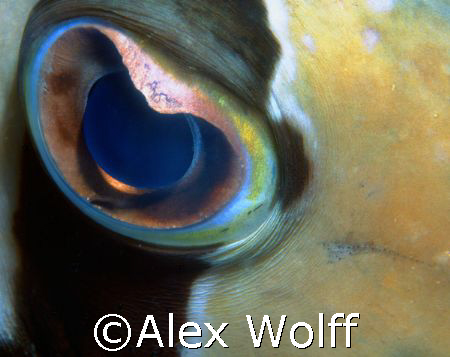 Eye Sea
Maldives at night
Nikonos with Extension Tubes by Alex Wolff 