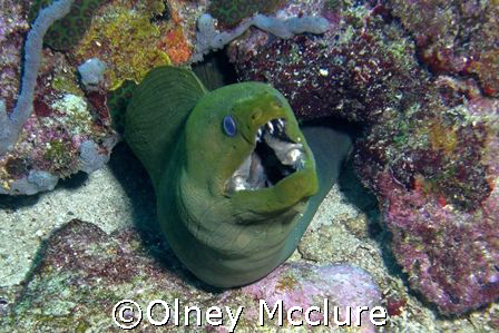 Green Moray, Just breathing by Olney Mcclure 