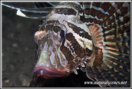 Portrait of a not very common lion fish it is actually ca... by Yves Antoniazzo 