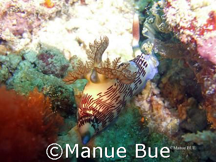 Nudibranch bum! by Manue Bue 