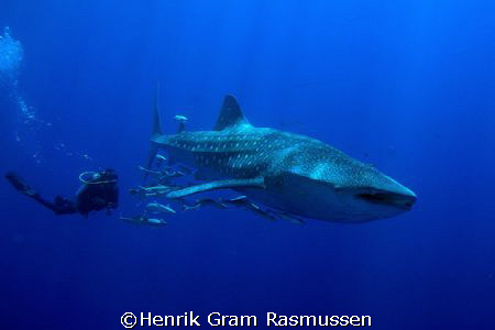 Brothers Island, WhaleShark with diver, 12-24mm z.w.a. di... by Henrik Gram Rasmussen 