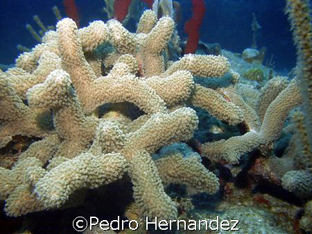 Finger Coral,Humacao, Puerto Rico by Pedro Hernandez 